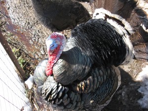 Come see this rare breed Ridly Bronze turkey tom show his feathers